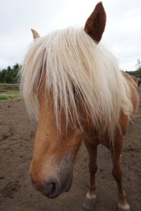 Randonnée à dos de cheval Islandais (16)