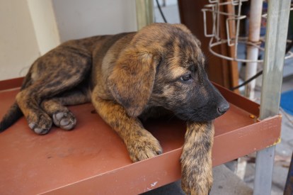 Aguas Calientes (29).JPG