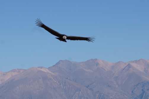 Colca Canyon (51).JPG