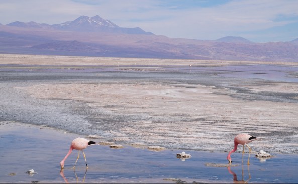 san-pedro-de-atacama-laguna-altiplanica-243.jpg