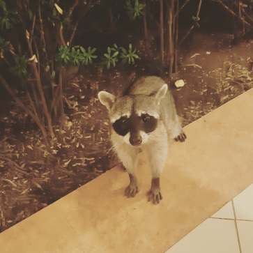 56917781_1747731728705505_4757021982237655040_n